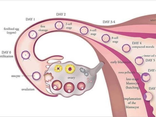 Ovulation Induction